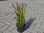 Imperata cylindrica var.koenig."Red Baron" - (Japanisches Blutgras),              Topf 3 Liter